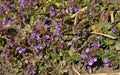 Bright purple ground-ivy flowers - Glechoma hederacea Royalty Free Stock Photo