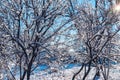 Sunny, snowy winter day.Frosted trees against a blue sky. Royalty Free Stock Photo