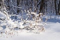 Sunny snowy winter forest, snowdrifts, snow on tree branches