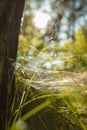 Sunny spiderweb, natural shiny background, macro.