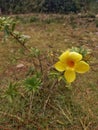 sunny splendor: allamanda cathartica blossom - a radiant symbol of natures brilliance, illuminating gardens with its yellow hue