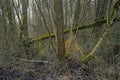 Bare forest wilderness in the flemish countryside Royalty Free Stock Photo