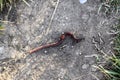 Red worm groveling on the ground Royalty Free Stock Photo