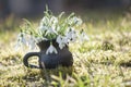 Sunny spring background with closeup with snowdrops in handmade vase of black pottery Royalty Free Stock Photo