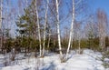 Sunny spring birch grove. Royalty Free Stock Photo