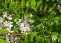 Sunny spring day.Acacia branch with delicate white flowers.A bee sits on a flower. Royalty Free Stock Photo