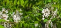 Sunny spring day.Acacia branch with delicate white flowers.A bee sits on a flower. Royalty Free Stock Photo