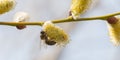 A bee collects nectar and pollen on a blossoming willow tree Royalty Free Stock Photo