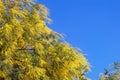 Sunny spring day. Branches of  Acacia dealbata tree with bright yellow flowers against blue sky Royalty Free Stock Photo