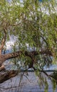 Sunny spring day. Branches of an old willow tree against a blue sky with white clouds. Royalty Free Stock Photo