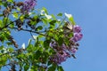 A branch of lilac and a Scarce swallowtail butterfly on it on a sunny spring day in the garden