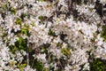 Sunny spring day in the garden.Blossoming cherry branch.Blooming fruit tree texture. Royalty Free Stock Photo