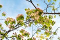 Sunny spring day green blooming garden. Beautiful pink white apple tree blossom branches. Spring flowers blue background