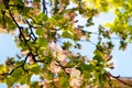 Sunny spring day green blooming garden. Beautiful pink white apple tree blossom branches. Spring flowers blue background