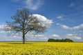 Beautiful landscape of Lithuania. Rapeseed field near Siauliai. Royalty Free Stock Photo