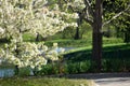 A sunny spring day at the Morton Arboretum in Lisle, Illinois with a flowering white tree.