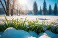 the onset of spring, Beautiful delicate plants, the first spring grass, green grass grows from under the snow, Royalty Free Stock Photo