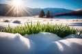 the onset of spring, the first spring grass, Beautiful delicate plants, green grass grows from under the snow, Royalty Free Stock Photo