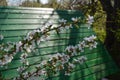 Sunny spring day in orchard. Blooming nanking cherry