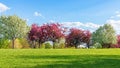 Sunny spring day in the park with blooming trees in a row against blue sky and green grass Royalty Free Stock Photo