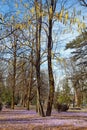 Sunny spring day in park. Purple glade of blooming crocuses. Montenegro, Cetinje city