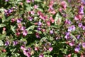 Plentifully blossoming pulmonaria in approach. Royalty Free Stock Photo