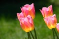 Grade tulips Tom Pouce. Green background. Royalty Free Stock Photo