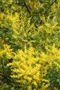 Sunny spring flowers. Branches of Acacia dealbata tree with bright yellow flowers Royalty Free Stock Photo