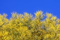 Sunny spring flowers. Branches of Acacia dealbata tree in bloom. Bright yellow flowers against sky Royalty Free Stock Photo