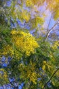 Sunny spring flowers. Branches of Acacia dealbata tree with bright yellow flowers Royalty Free Stock Photo