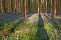 Sunny spring forest with flowers Royalty Free Stock Photo