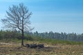 Sunny spring forest landscape with lone tree on the lawn Royalty Free Stock Photo