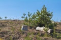 Sunny spring forest landscape with lone young pine tree on the l