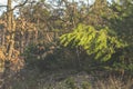 Sunny spring forest landscape with lone young pine tree on the lawn on a sunny day