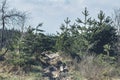 Sunny spring forest landscape with lone young pine tree on the lawn on a sunny day