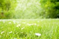 Sunny Spring Grass Meadow With Daisy Flowers Royalty Free Stock Photo
