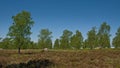 sunny heath landscape in Eifel, Germany Royalty Free Stock Photo
