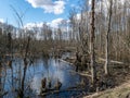 Sunny spring landscape with a flooded river, rotten old trees and fallen ground, thin water