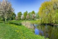 Sunny spring landscape with small pond with a weeping willow on the shore in Victory Park Royalty Free Stock Photo