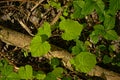 Sunny spring leafs and branches on the forest floor Royalty Free Stock Photo