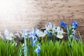 Sunny Spring Meadow With Crocus And Gras, Copy Space Royalty Free Stock Photo