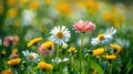 Sunny Spring Meadow with White & Pink Daisies and Yellow Dandelions Blooming in Abundance Royalty Free Stock Photo