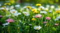 Sunny Spring Meadow with White & Pink Daisies and Yellow Dandelions Blooming in Abundance Royalty Free Stock Photo