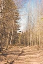 Sunny spring road in yellow colors in a birch pine needle park forest. Hipster retro style photo processing Royalty Free Stock Photo