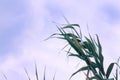 Sunny spring or summer landscape with leaves of reeds against the blue sky, selective focus Royalty Free Stock Photo