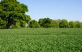 Sunny spring wheat field Royalty Free Stock Photo