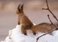 Sunny squirrel on spring snow waiting for nuts Royalty Free Stock Photo