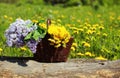 Sunny summer background basket with yellow dandelions and lilacs Royalty Free Stock Photo