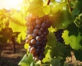 Sunny summer, Clusters of ripe grapes in the vineyard, Full, Crystal clear fruit, Vineyards in the background, Generative AI Royalty Free Stock Photo