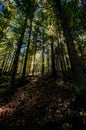 Sunny summer coniferous forest. Sunlight sunbeams through woods In forest landscape. Sumava national park, Czech republic.